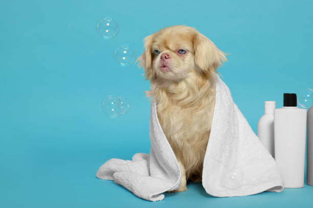 istock Cute Pekingese dog wrapped in towel, bottles and bubbles on light blue background, space for text. Pet hygiene 1820771029