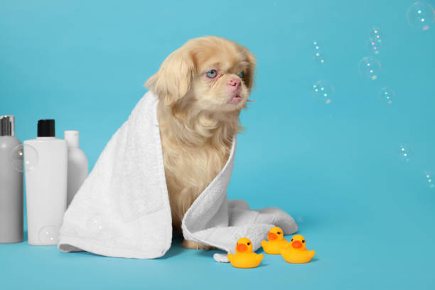 istock Cute Pekingese dog wrapped in towel, bottles, rubber ducks and bubbles on light blue background, space for text. Pet hygiene 1820771048