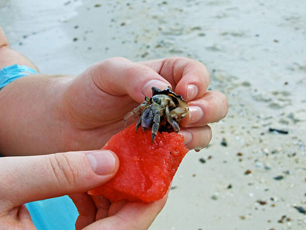 porquería ermitaño - land hermit crab fotografías e imágenes de stock