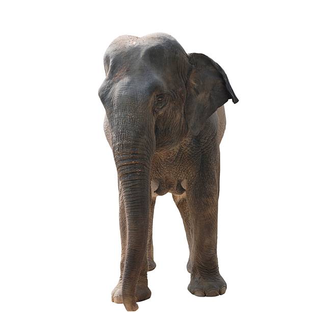istock wild animal elephant 182078386