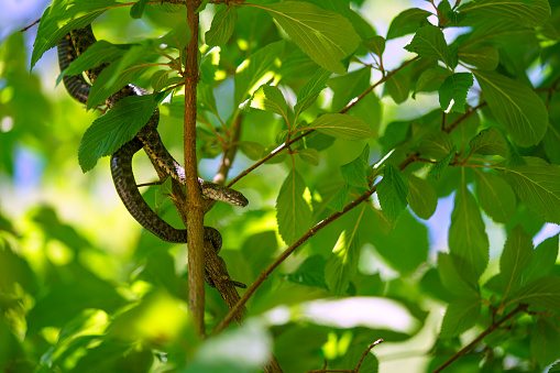 Close up of long water snake hiding on the tree. Coronella austriaca