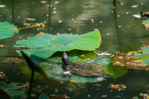 Red Eared Slider resting  on the lotus leaf in the pond, Slovenia