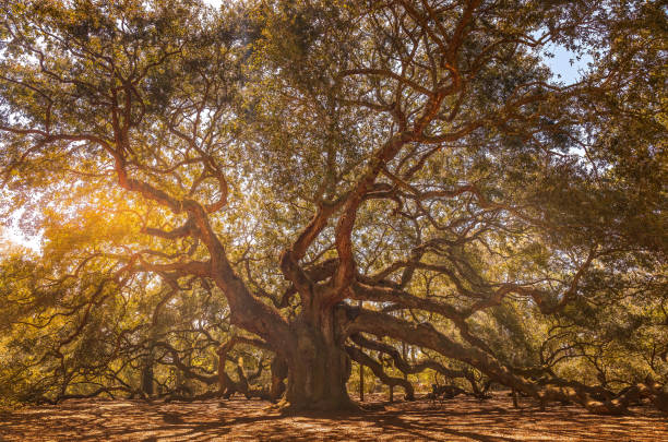 istock Angel oak in south Carolina, very old oak tree 1820787811