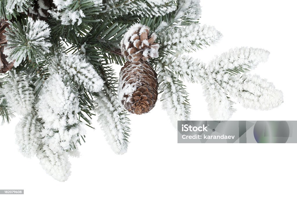 Firtree ветви, покрытые снегом - Стоковые фото Без людей роялти-фри