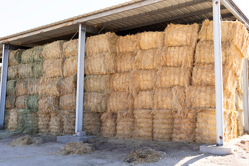 Barn, Hay Storage Shed Full Of Rolled Bales Hay On Farm, Agriculture And Livestock Farming. Agricultural Building, Farmyard Storage. Horizontal Plane