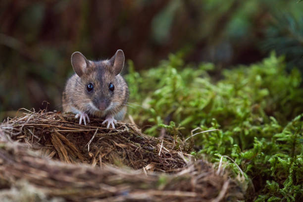 istock wild mice in the garden 1820797219