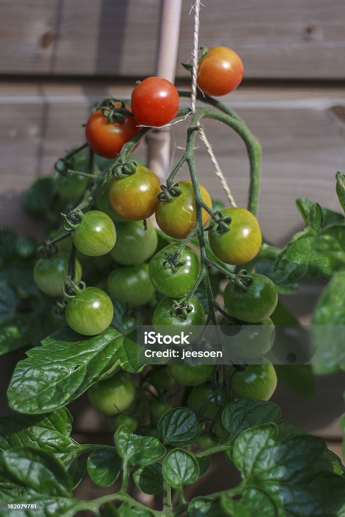 Madurando tomates - Foto de stock de Alimento libre de derechos