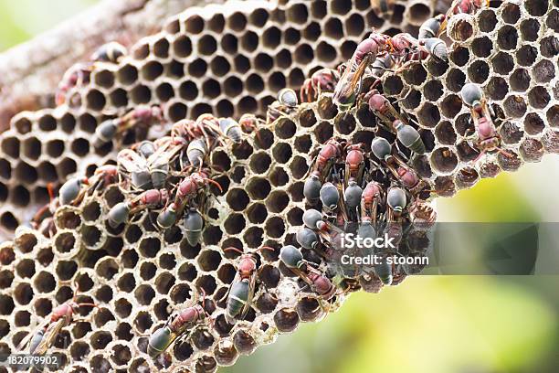 スズメバチの巣 - クローズアップのストックフォトや画像を多数ご用意 - クローズアップ, スズメバチの巣, スズメバチ属