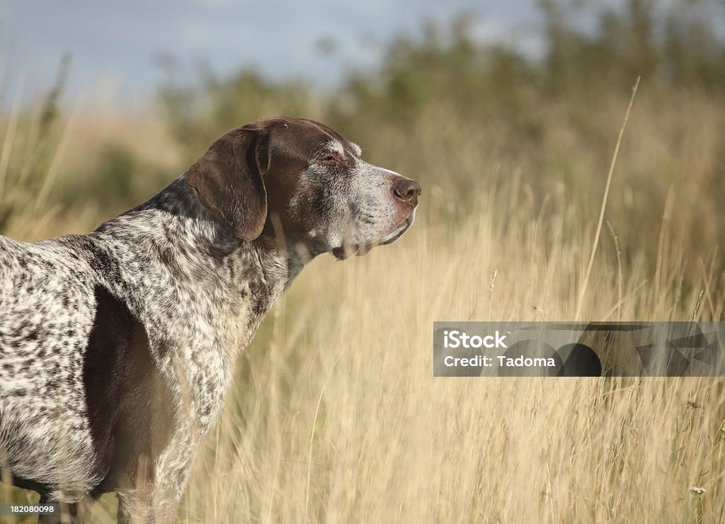 German Shorthaired Pointer Portrait of a German Shorthaired Pointer walking in the grass Adult Stock Photo