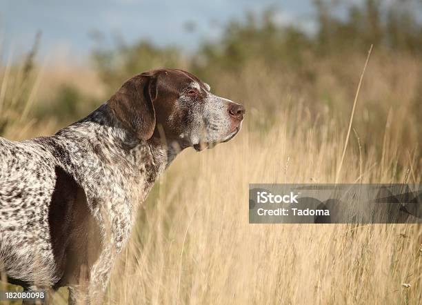 German Shorthaired Pointer Stock Photo - Download Image Now - Adult, Agricultural Field, Animal