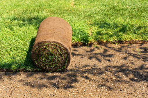 Close shot unrolled turf roll of natural green grass and grass free land. Laying rolls of grass sod for landscape design in the garden. Gardening concept. Copy-space.