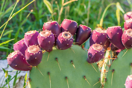 View of vegetation at Tumamoc Hill, Tucson, Arizona