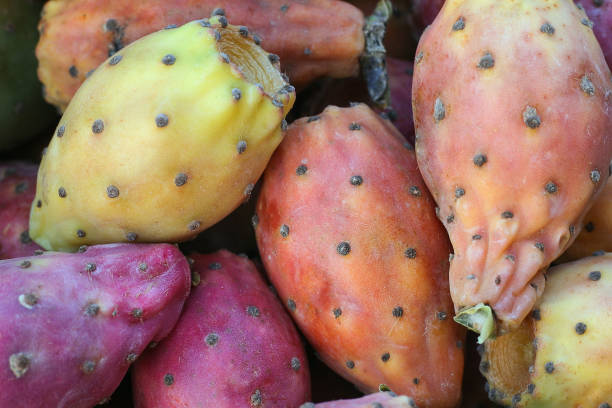 ウチワサボテンの紫色の果実の接写。 - prickly pear fruit cactus prickly pear cactus yellow ストックフォトと画像