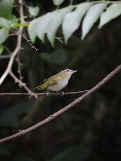 istock Birds of Brazil 1820805975