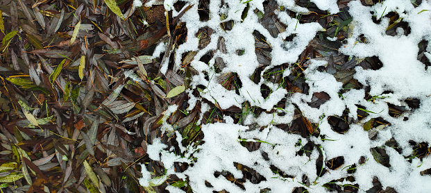 First snow on brown and green fallen leaves. Late fall or early winter. Transition from snow to leaves