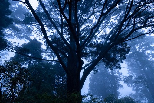 Evening in dark, misty forest, background with copy space, full frame horizontal composition