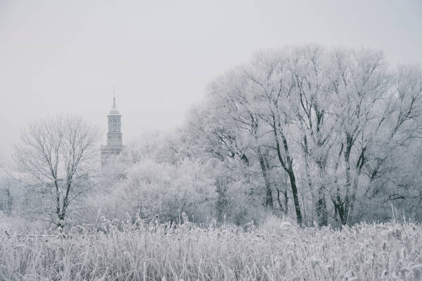 View on frozen snowy trees in the delta of the river IJssel near Kampen in winter. The New Tower (Nieuwe Toren) is rising up behind the trees. Kampen is an ancient Hanseatic League in Overijssel, The Netherlands.
