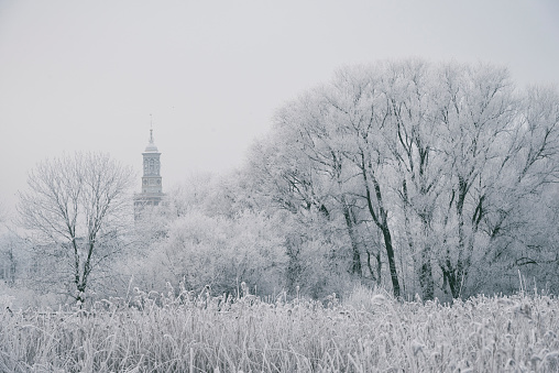 View on frozen snowy trees in the delta of the river IJssel near Kampen in winter. The New Tower (Nieuwe Toren) is rising up behind the trees. Kampen is an ancient Hanseatic League in Overijssel, The Netherlands.