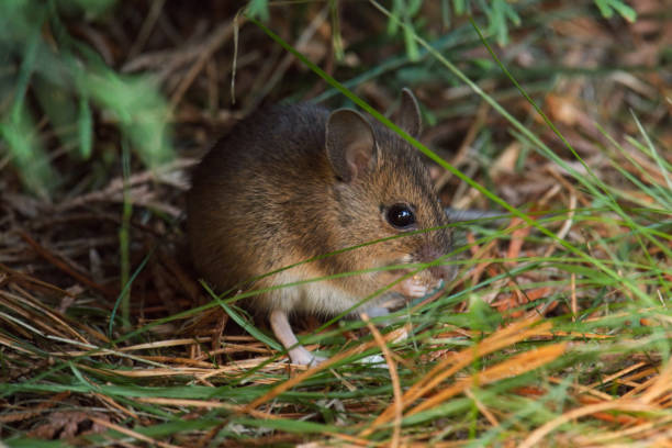 istock wild mice in the garden 1820818054
