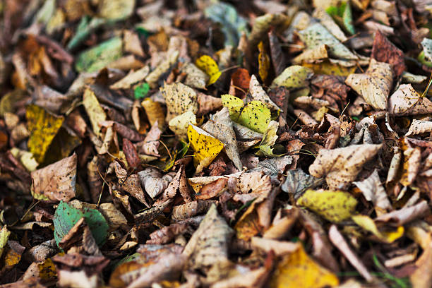 Fond automne fallen leaf - Photo