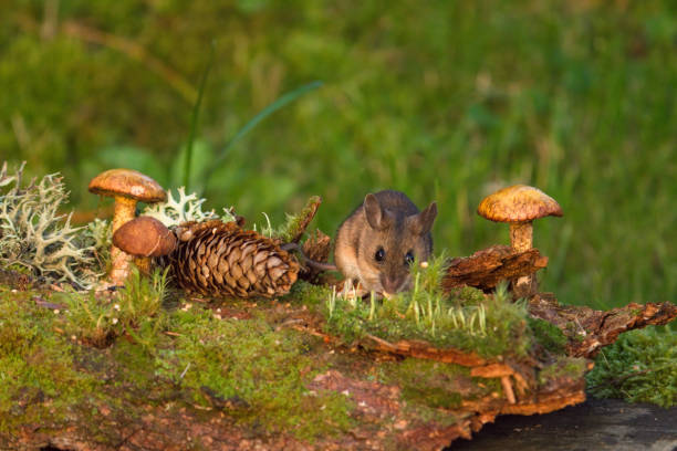 istock wild mice in the garden 1820821797