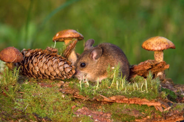 istock wild mice in the garden 1820823375