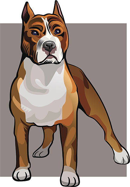 ilustrações, clipart, desenhos animados e ícones de pit - american staffordshire terrier bull terrier terrier purebred dog