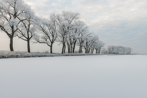 Frosty winter landscape during a beautiful winter day in the IJsseldelta region in Overijssel, The Netherlands. A row of frozen trees is vanishing in the distance.