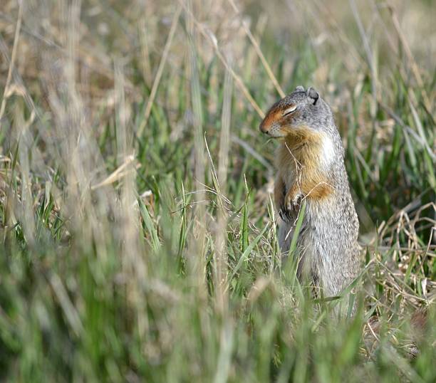 Praying Prairie Dog. stock photo