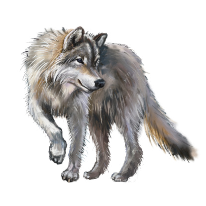 wild wolf painting