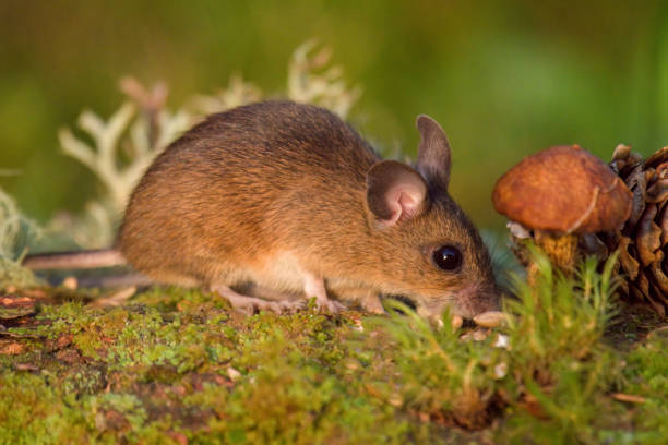 istock wild mice in the garden 1820828870