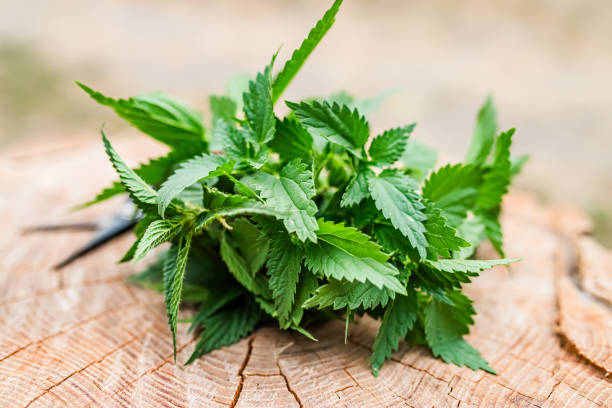 l'ortica fresca viene raccolta da un erborista per la preparazione di tinture medicinali e prodotti per il trattamento dei capelli - stinging nettle foto e immagini stock