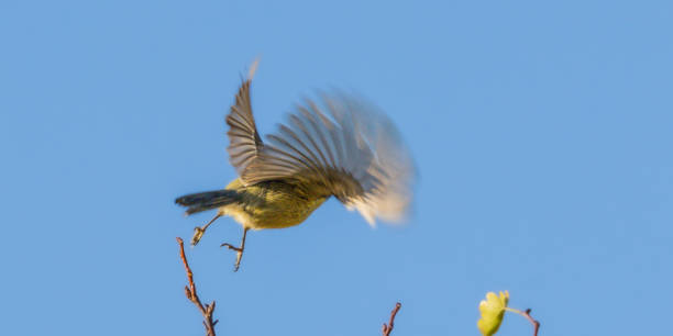 istock Eurasian Blue Tit in the morning light 1820836394