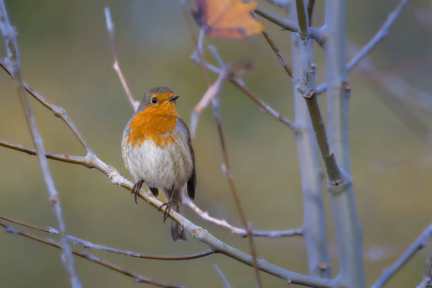 istock European Robin perched on a tree in the morning light 1820836943