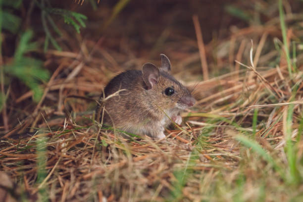 istock wild mice in the garden 1820840091