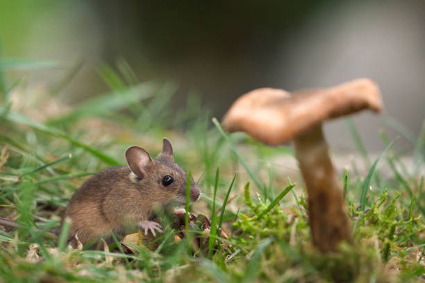 istock wild mice in the garden 1820846947
