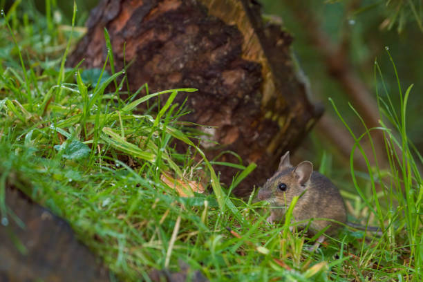 istock wild mice in the garden 1820849530