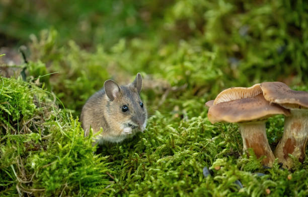 istock wild mice in the garden 1820855264