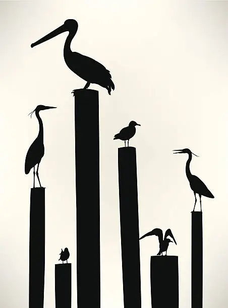 Vector illustration of Sea Birds - Seagull, Pelican, Crane