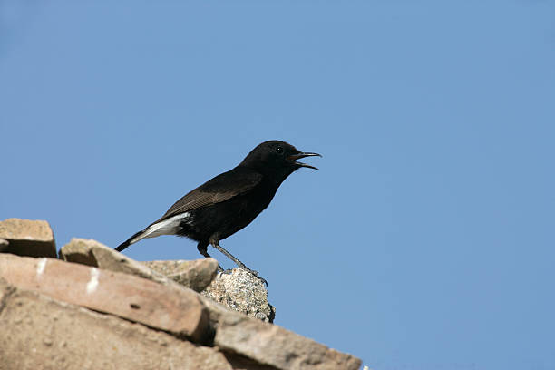 istock Black wheatear Oenanthe leucura 182086539