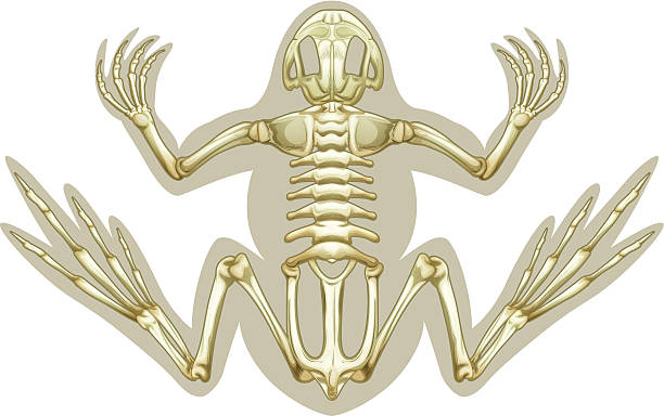 Frog skeletal system Frog skeletal system on a white background amphibian stock illustrations
