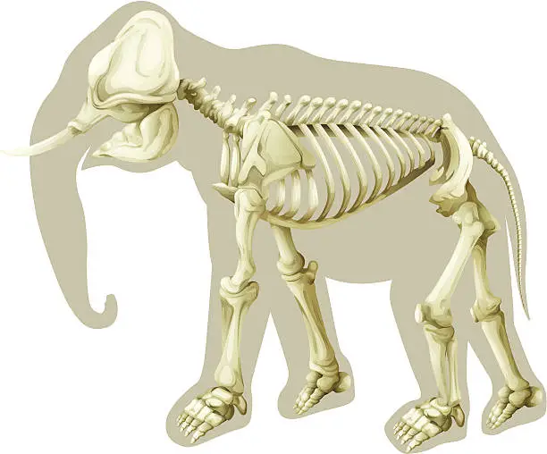 Vector illustration of Elephas maximus - skeleton