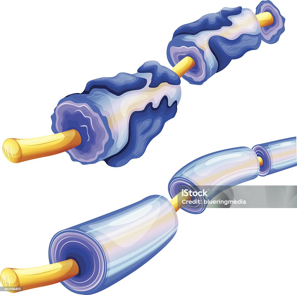 Миелин ухудшение - Векторная графика Медулла роялти-фри