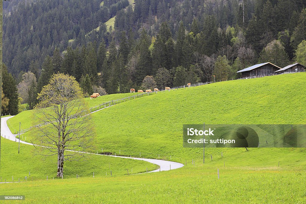 Vista da cidade. lado caminho à jungfraujoch - Foto de stock de Aldeia royalty-free