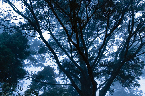 Evening in dark, misty forest, background with copy space, full frame horizontal composition