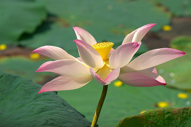 lotus flower blooming stock photo