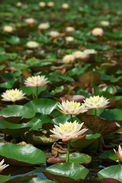 lotus flower stock photo