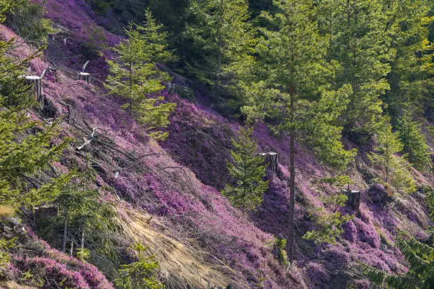 Blooming heather in purple colors covering a forest floor in spring in Styria, Austria