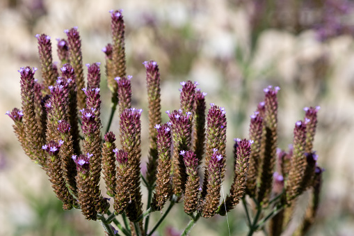Close up of purpletop vervain (verbena bonariensis) in bloom.