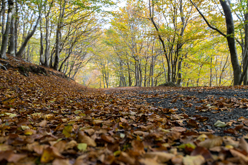 foliage in the woods above Lake Como.